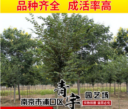 江苏基地批发榉树工程绿化行道树观叶风景树 小树批发
