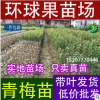 广西钦州培育基地批发供应 青梅苗 酸梅苗 可泡酒 大量供应现卖