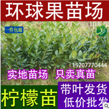 环球果苗低价批发柠檬苗 香水柠檬苗 四季柠檬苗 四季开花结果