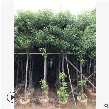 工程绿化园林丛生香樟树8公分5cm多种规格香樟大树苗基地自产直销