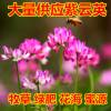 紫云英种子 红花草子食用野菜 养蜂蜜源 绿肥牧草高产种籽