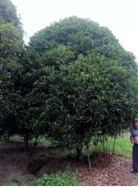桂林桂花树 丛生桂花15的800 贵州桂花树 广西桂花价格 江西桂花