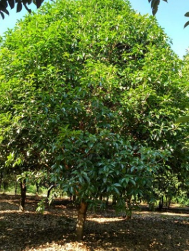 桂林桂花树 广西桂花树 15公分低分枝桂花树价格900元