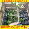 三角梅小苗 各色三角梅 袋苗杯苗 漳州基地直销