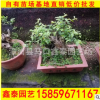 基地直销 雀梅盆景 高档精品造型雀梅盆景树桩