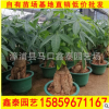 花财树 高度100-180价格200 福建基地直销