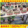 石头铁 高度30-70价格300 福建基地直销