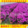 漳州基地直销 云南紫三角梅盆栽花卉 大量供应 低价批发
