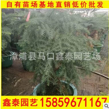 澳洲杉盆栽 盆景室内花卉 盆栽植物 基地直销