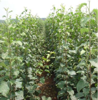 批发多品种苹果树苗 苹果树苗价格便宜图2