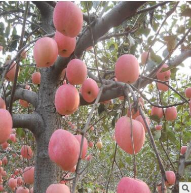 批发多品种苹果树苗 苹果树苗价格便宜图3