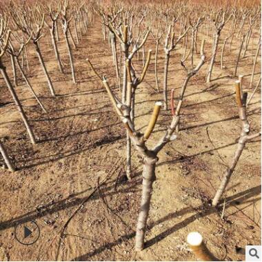 基地常年供应优质占地用桃树-根系发达 无植物病虫害