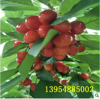 直销樱桃苗.矮化樱桃苗.美早樱桃苗图2