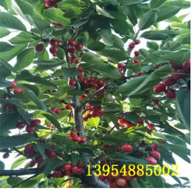 直销樱桃苗.矮化樱桃苗.美早樱桃苗图3