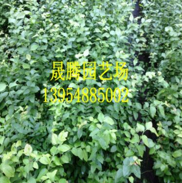 出售2年-5年蓝莓树，品种好，结果多图3