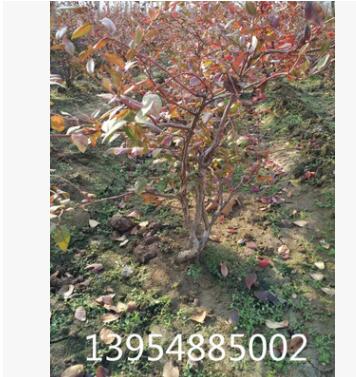 出售2年-5年蓝莓树，品种好，结果多图2