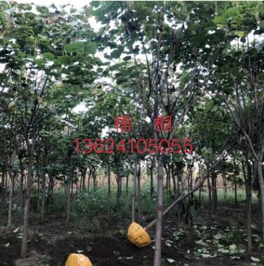 开原苗圃 基地直销梧桐 精品行道树 小苗批发图3