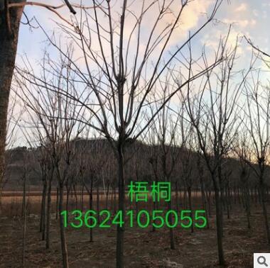开原苗圃 基地直销梧桐 精品行道树 小苗批发图2