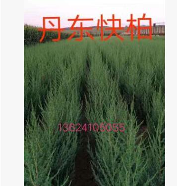 基地直销快柏 丹东快柏常青柏常青绿华树木 规格齐全图2