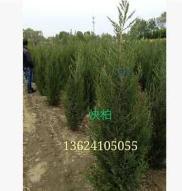 基地直销快柏 丹东快柏常青柏常青绿华树木 规格齐全图3