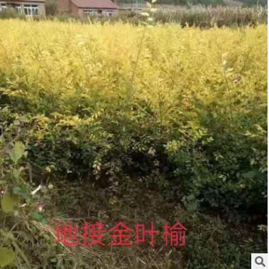 基地直销金叶榆 园林绿化金叶榆树苗批发图3