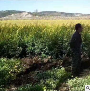 基地直销金叶榆 园林绿化金叶榆树苗批发图2