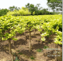 高杆金叶女贞