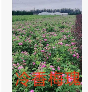 开原苗圃基地直供多季刺玫【黄刺梅】品种齐全 精品绿篱苗