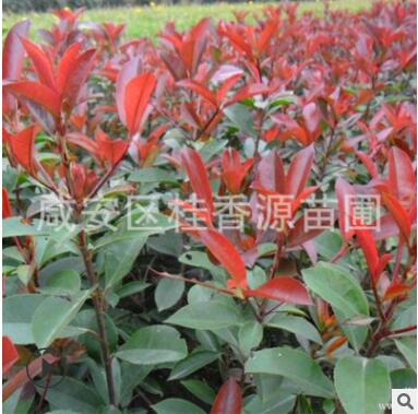 红叶石楠小苗 工程绿化彩化苗木 红罗宾30公分左右图3