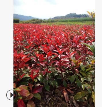 红叶石楠小苗 工程绿化彩化苗木 红罗宾30公分左右图2