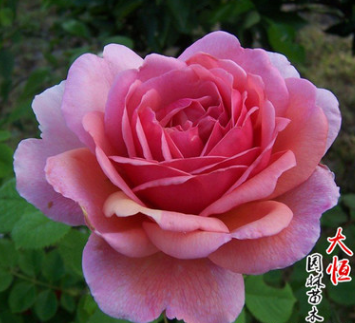批发优质欧洲月季花苗 肯特公主 庭院阳台观花盆栽植物基地直销图3
