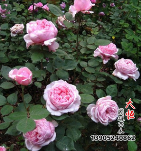 基地批发藤本爬藤欧月 欧月 庭院月季 爬墙月季 卡德法尔兄弟图2