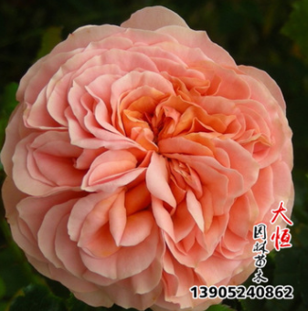 批发爬藤欧月 各类欧月小苗 庭院爬墙月季结婚蛋糕 藤本月季花苗图3
