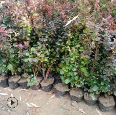大量供应行道绿化用红叶小檗 南北方种植红叶小檗图2