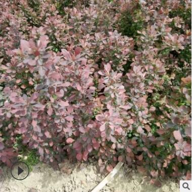 大量供应行道绿化用红叶小檗 南北方种植红叶小檗图3