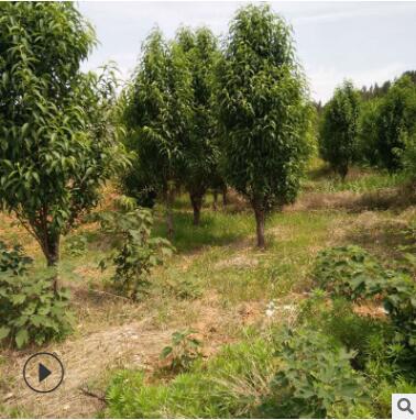 现场看苗起苗风景绿化易栽培易管理图3