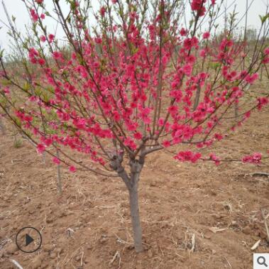 现场看苗起苗风景绿化易栽培易管理图2