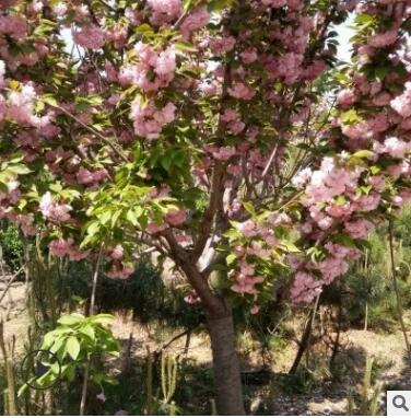 基地园林直销3-5公分各种规格樱花树 品种全易成活早樱晚樱图3