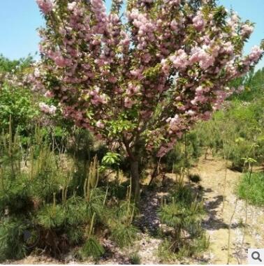 基地园林直销3-5公分各种规格樱花树 品种全易成活早樱晚樱图2