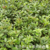 供应绿桂花小苗 绿化工程苗木 长沙浏阳柏加跳马花卉