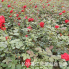 威雅苗圃常年供应月季花 盆栽藤本月季苗 多种花色 大花月季