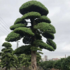造型罗汉松 全冠直生树木 湖南绿化植物