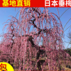 农户直销工程绿化 日本垂梅 红梅报春 规格齐全风景树庭荫树