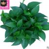 180绿萝盆景办公室 绿色花草 植物花卉吊兰盆栽批发 绿航 花卉