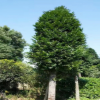 湖南优质竹柏树 3-30公分大竹柏 各种规格竹柏树 造型竹柏 竹柏苗