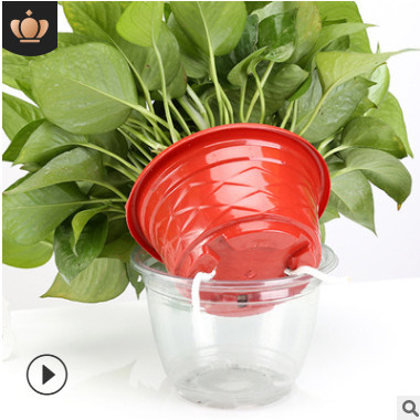 绿萝基地直销室内装修防辐射祛甲醛净化空气批发室内植物花卉盆栽