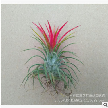 小植物盆栽 基地直销批发 微景观空气凤梨 花福果精灵空气 南美