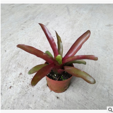 基地直销 净化空气 小盆栽绿植 积水凤梨 火球90#