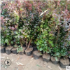 大量供应行道绿化用红叶小檗 南北方种植红叶小檗 带土球发货