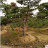 直售批发泰山造型松 自产自销品质优好管理易种植的景松